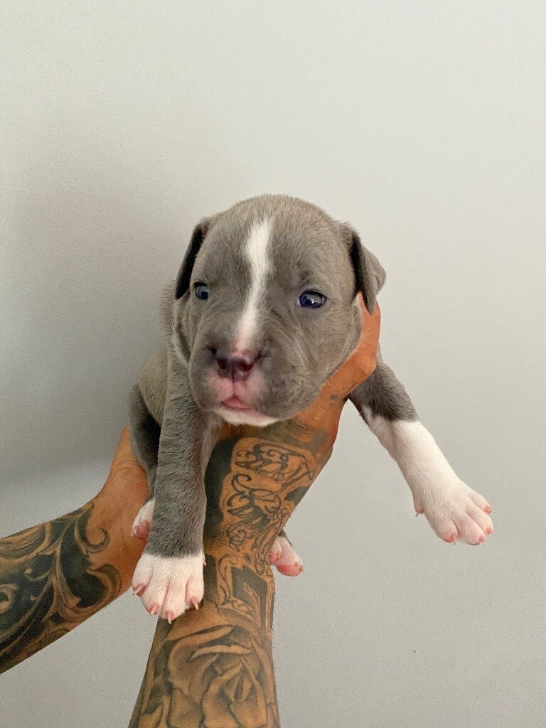 gumtree american bully